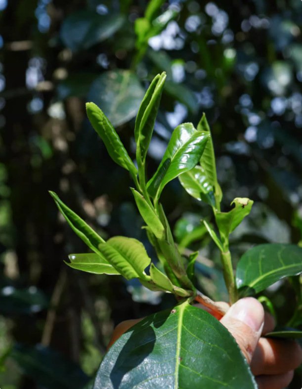 Yunnan Ancient Tree Black Tea – Special Grade Wild Sun-Dried Dianhong | 800+ Year Wild Trees | 100g Canister - Image 6