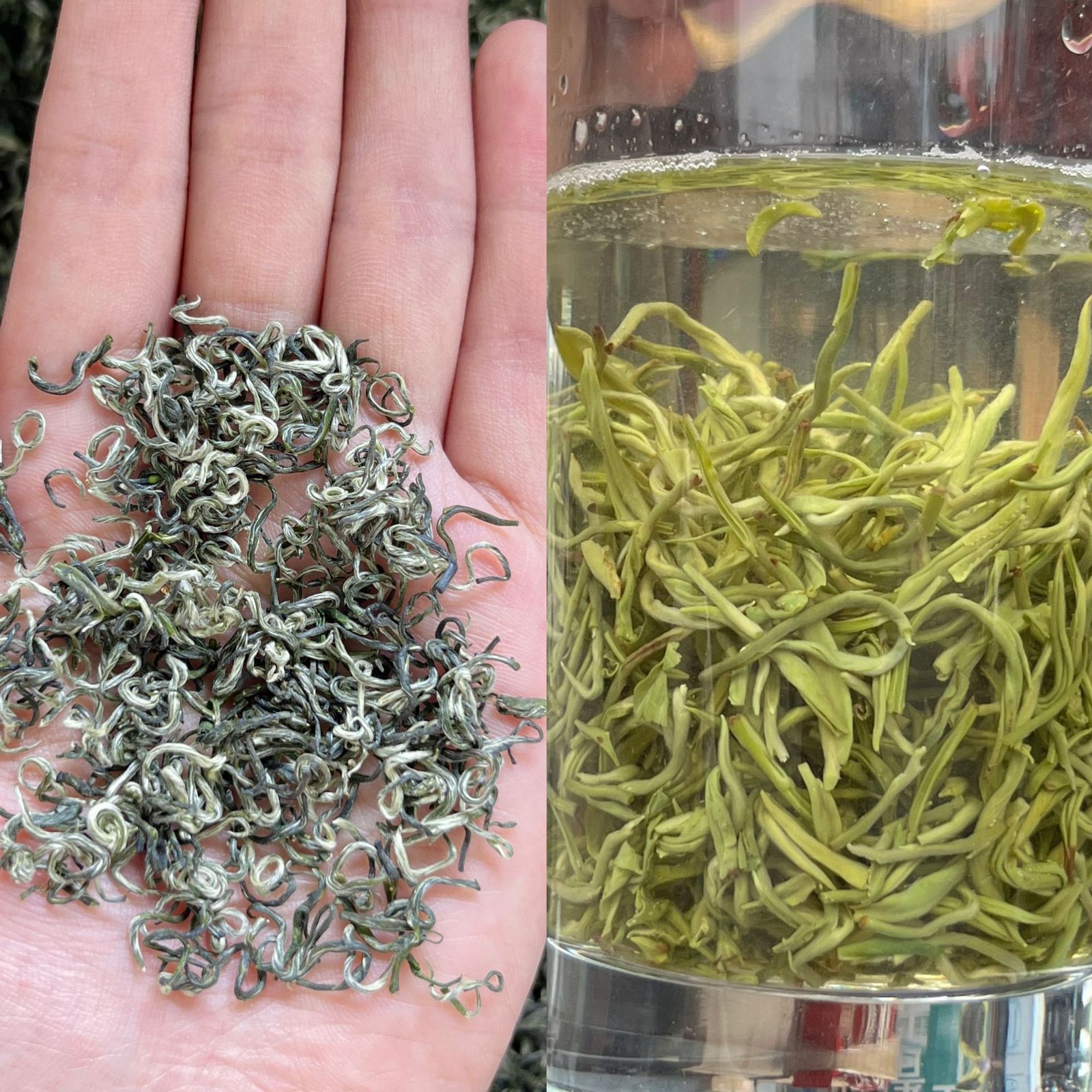 2026 Fresh Biluochun Green Tea – Pine Needle Single Bud, Premium Grade, 500g Loose Leaf - Image 3