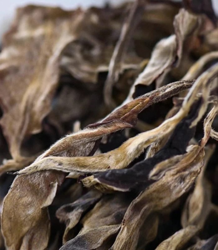 Yunnan Organic White Tea – Yueta Pagoda Tribute Garden 2024 “Moonlight Beauty” White Tea | Honey Aroma | Premium Loose Leaf